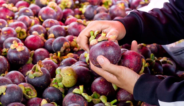 The Customer selecting Mangosteens on market. — Stock Photo, Image