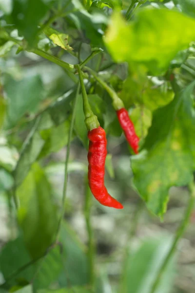 Rode chili peper op de plant. — Stockfoto