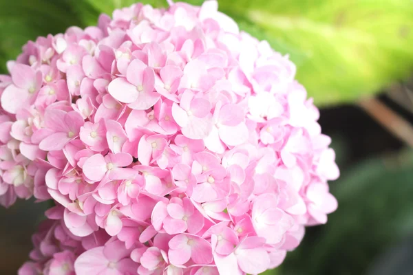 Fiore di ortensie rosa . — Foto Stock