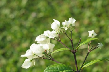 ayrıntılı bir clerodendrum bitki