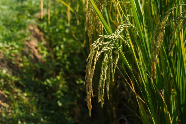 Rice seed on plant. — Stock Photo, Image