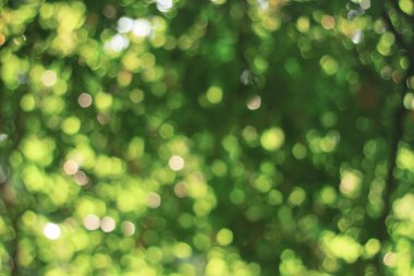 Doğal yeşil arka plan bulanık. Ufuk yeşil soyut backg