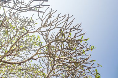 Plumeria yaprak mavi gökyüzü arka plan ile.