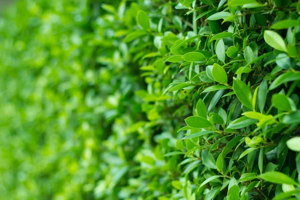 Grönt blad bakgrund — Stockfoto