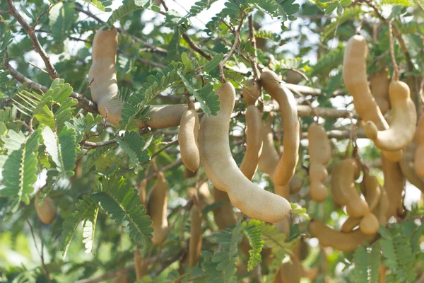 Close up tamarind tree fruit.