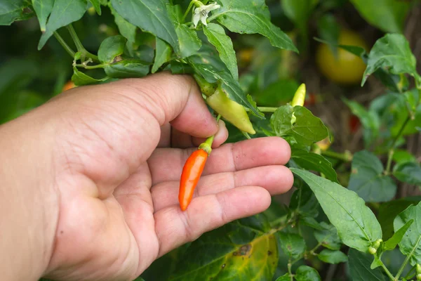 De landbouwer zijn product op boerderij controleren, onderzoeken van Chili over gewasbeschermingsmiddelen waarvoor krachtens — Stockfoto