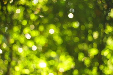 Doğal yeşil arka plan bulanık. Ufuk yeşil soyut backg