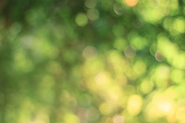 Doğal yeşil arka plan bulanık. Ufuk yeşil soyut backg