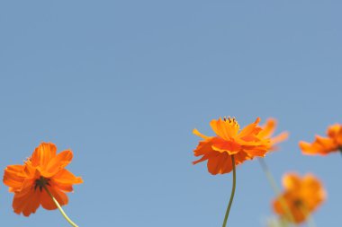 Cosmos çiçek renk filtresi ile gökyüzüne karşı.