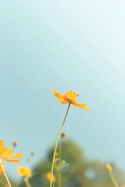 Kosmos květiny proti obloze s barevným filtrem. — Stock fotografie