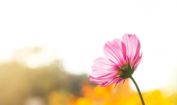 Růžové květy kosmu pod sluneční světlo s barevným filtrem. Měkká zadní — Stock fotografie