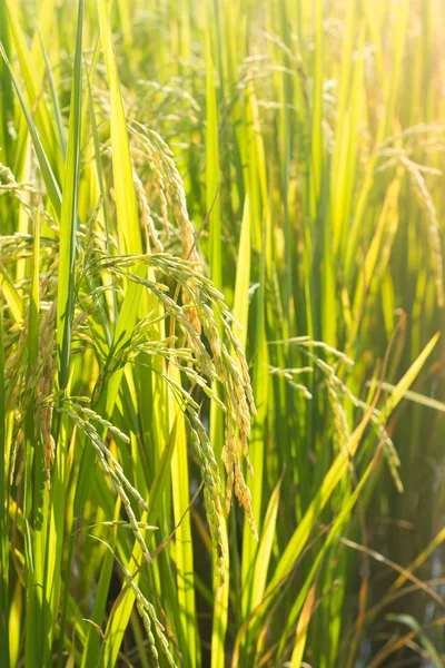 Rice seed on plant. — Stock Photo, Image