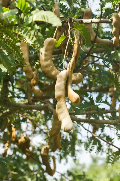 Tamarind na rośliny. — Zdjęcie stockowe