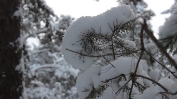 Bosque de invierno — Vídeos de Stock