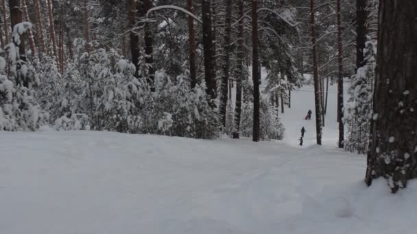 Зимний лес — стоковое видео