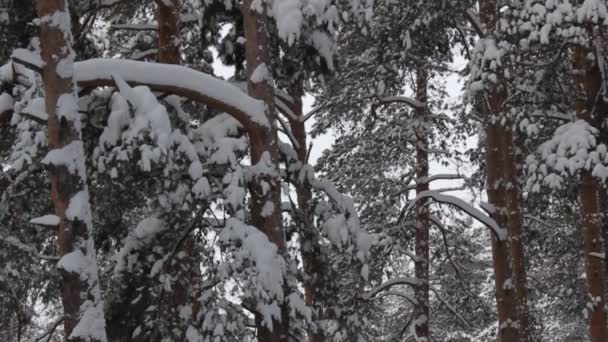 Floresta de Inverno — Vídeo de Stock