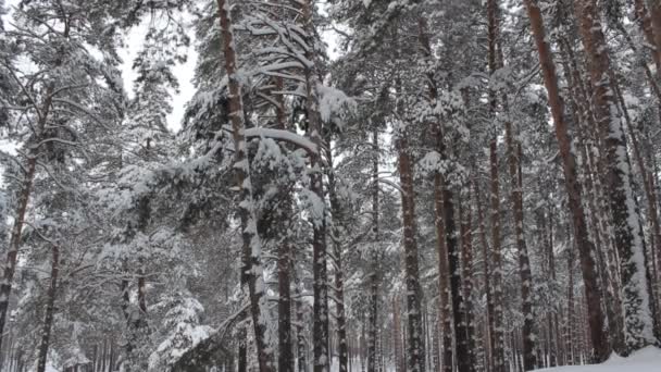 Зимний лес — стоковое видео