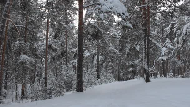 冬季森林 — 图库视频影像