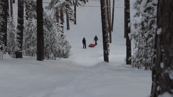 Floresta de Inverno — Vídeo de Stock