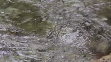 sonbahar orman ve nehir