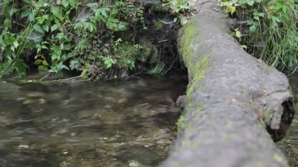 Bosque y río de otoño — Vídeo de stock