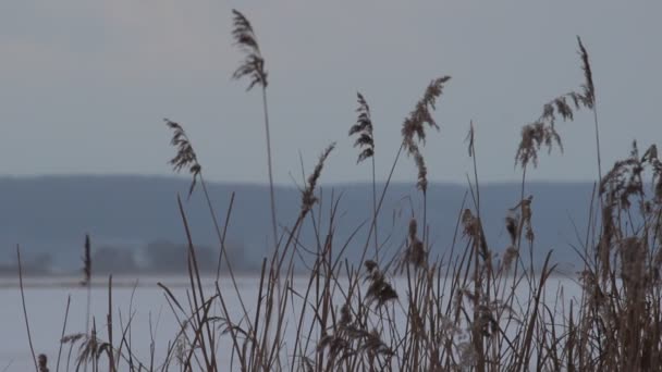 Pesca de Inverno — Vídeo de Stock