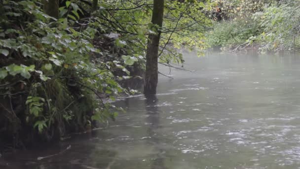 Forêt d'automne et rivière 