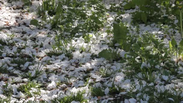 Lente in de tuin — Stockvideo