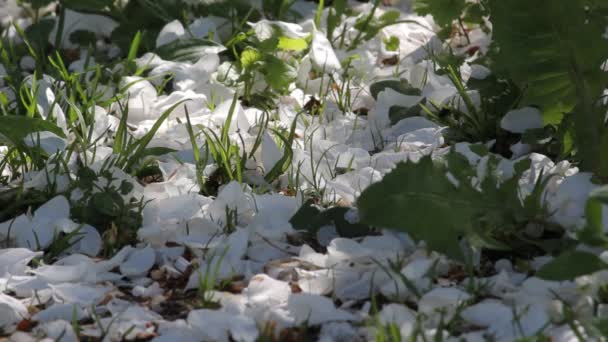 Primavera no jardim — Vídeo de Stock