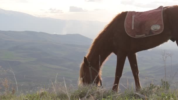 Paard in de bergen — Stockvideo