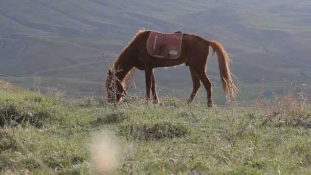 Caballo en las montañas — Vídeo de stock