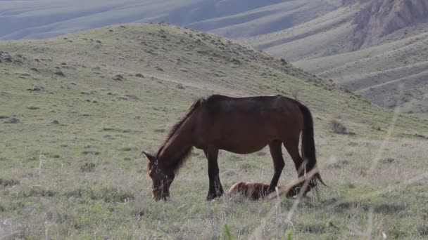 Horse in the mountains — Stock Video