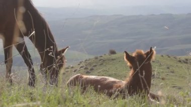Dağlarda at