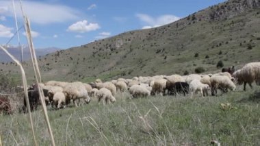 Koyunları içinde otlak