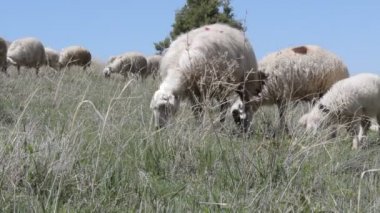 Koyunları içinde otlak