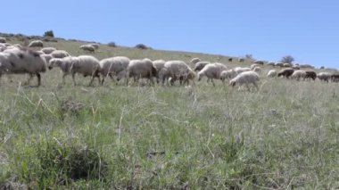 Koyunları içinde otlak