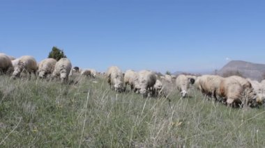 Koyunları içinde otlak