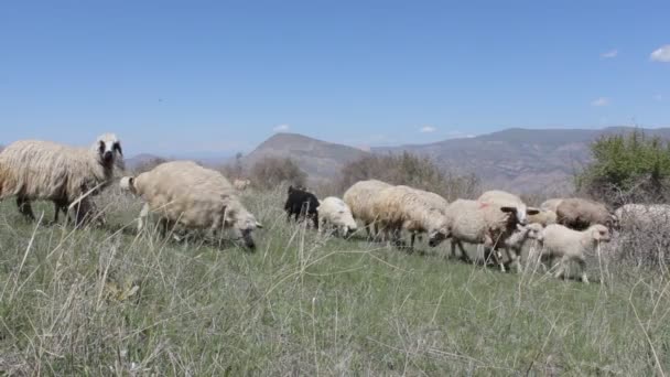 Sheeps in grasland — Stockvideo