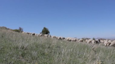 Koyunları içinde otlak
