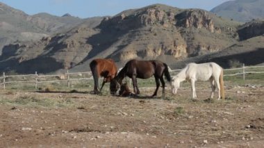 Dağlarda at