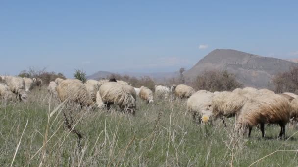 Πρόβατα σε χορτολιβαδικές εκτάσεις — Αρχείο Βίντεο