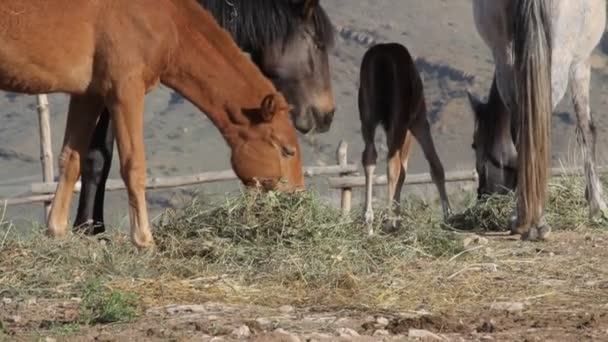 Кінь у горах — стокове відео