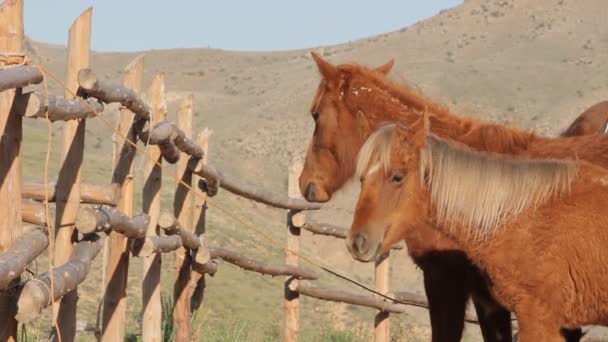 Кінь у горах — стокове відео