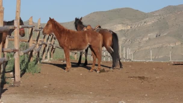 Cavalo nas montanhas — Vídeo de Stock