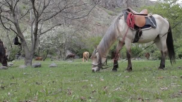 Horse in the mountains — Stock Video