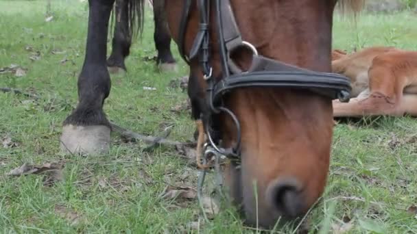 Paard in de bergen — Stockvideo