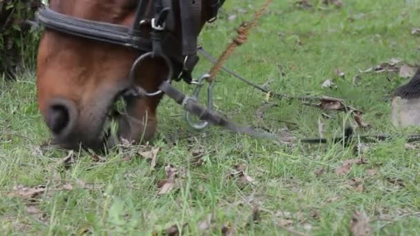 Paard in de bergen — Stockvideo