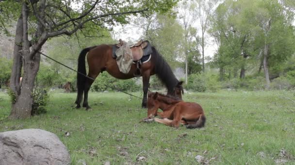 群山中的马 — 图库视频影像