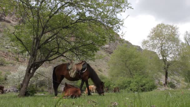 Ló a hegyekben — Stock videók