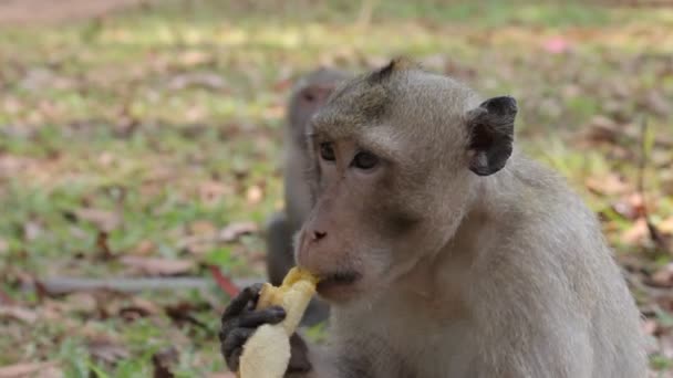 Macaco come banana — Vídeo de Stock